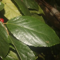 Flacourtia inermis Roxb.